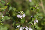 Georgia calamint